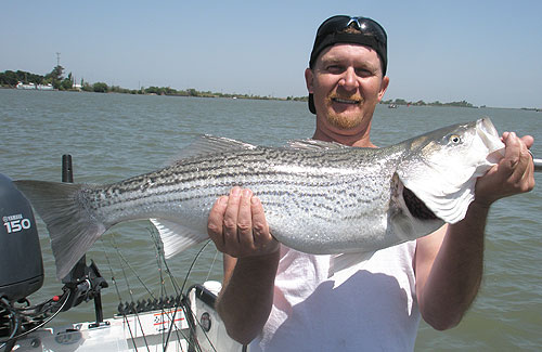striper-fishing-10 Striper Fisherman