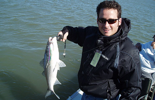 striper-fishing-4 Fishing for Striper