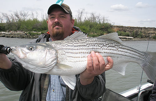striper-fishing-7
