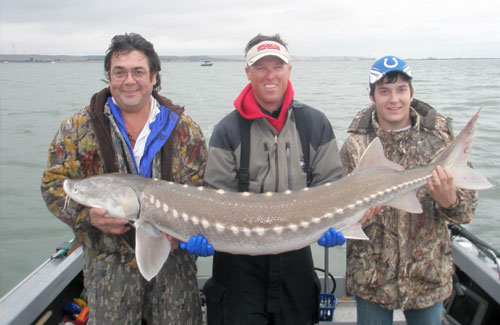 sturgeon-1