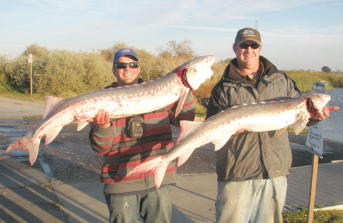 sturgeon-2