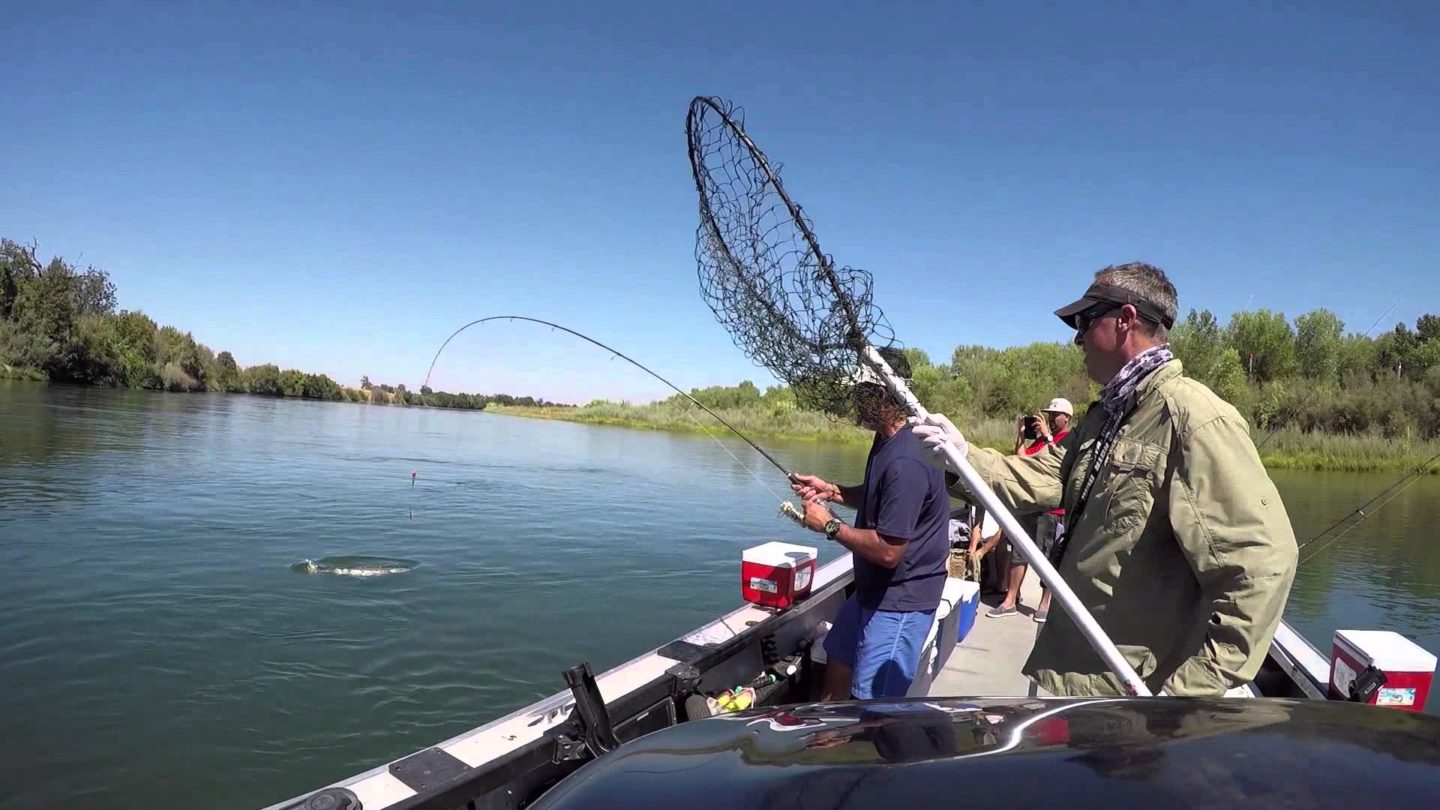 Salmon Video of a Catch Last Week | Bob Sparre Fishing Guide Services