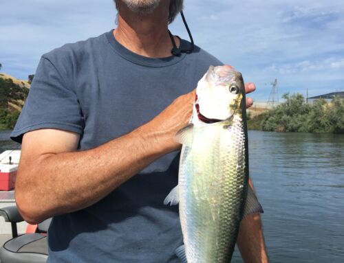 Best Shad fishing in years!!