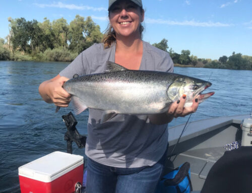 Limits Caught for Salmon,  It’s Time