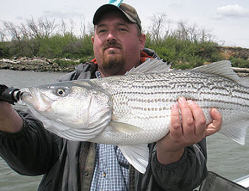 Striper Fishing Trips from March 23rd – April 15th